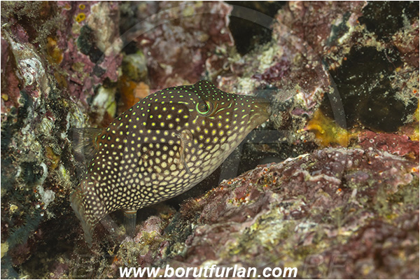 Isla Santa Cruz, Galapagos islands, Ecuador, Pacific ocean, Canthigaster punctatissima, Canthigaster, Tetraodontidae, Spotted Sharpnosed Puffer, Puffer, Fish