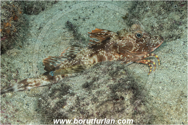 Isla Santa Cruz, Galapagos islands, Ecuador, Pacific ocean, Prionotus miles, Chelidonichthys, Triglidae, Galapagos searobin, Gurnard, Fish