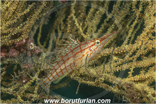 Isla Santa Cruz, Galapagos islands, Ecuador, Pacific ocean, Oxycirrhites typus, Oxycirrhites, Cirrhitidae, Fish, Longnose hawkfish, Hawkfish