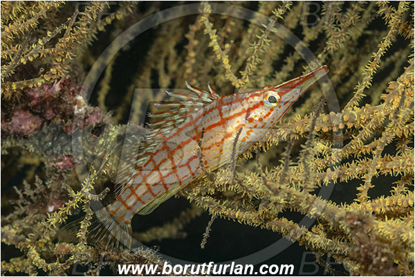 Isla Santa Cruz, Galapagos islands, Ecuador, Pacific ocean, Oxycirrhites typus, Oxycirrhites, Cirrhitidae, Fish, Longnose hawkfish, Hawkfish