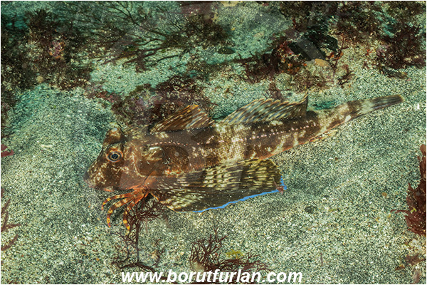 Isla Fernandina, Galapagos islands, Ecuador, Pacific ocean, Prionotus miles, Chelidonichthys, Triglidae, Galapagos searobin, Gurnard, Fish