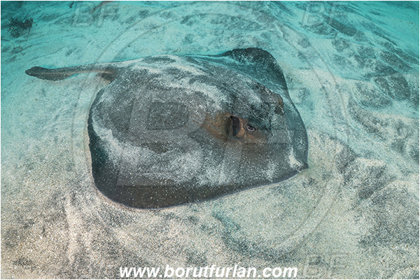 Isla Fernandina, Galapagos islands, Ecuador, Pacific ocean, Dasyatis brevis, Dasyatis, Dasyatidae, Elasmobranchii, Diamond stingray, Stingray, Ray, Fish, Sand