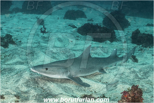 Isla Fernandina, Galapagos islands, Ecuador, Pacific ocean, Galeorhinus galeus, Galeorhinus, Triakidae, Elasmobranchii, Tope shark, Shark, Fish