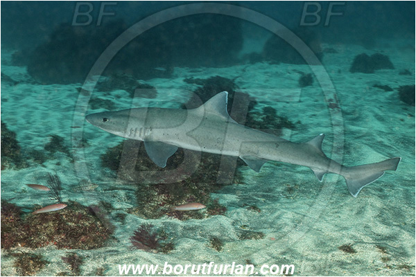 Isla Fernandina, Galapagos islands, Ecuador, Pacific ocean, Galeorhinus galeus, Galeorhinus, Triakidae, Elasmobranchii, Tope shark, Shark, Fish