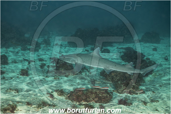 Isla Fernandina, Galapagos islands, Ecuador, Pacific ocean, Galeorhinus galeus, Galeorhinus, Triakidae, Elasmobranchii, Tope shark, Shark, Fish