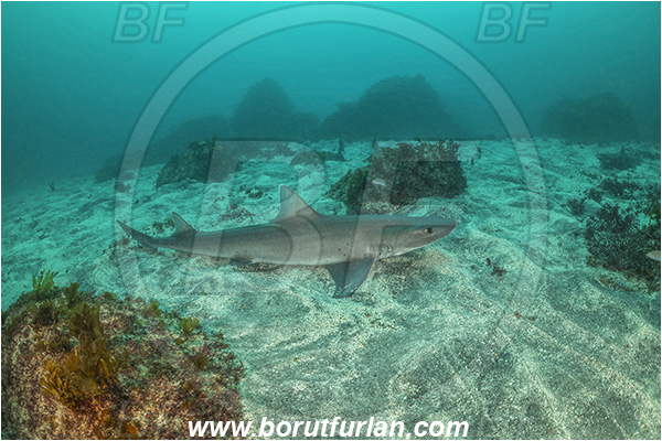 Isla Fernandina, Galapagos islands, Ecuador, Pacific ocean, Galeorhinus galeus, Galeorhinus, Triakidae, Elasmobranchii, Tope shark, Shark, Fish