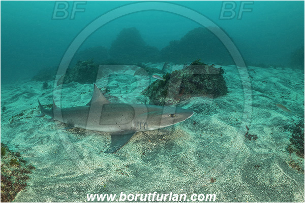 Isla Fernandina, Galapagos islands, Ecuador, Pacific ocean, Galeorhinus galeus, Galeorhinus, Triakidae, Elasmobranchii, Tope shark, Shark, Fish