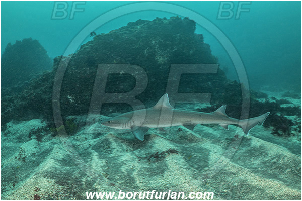 Isla Fernandina, Galapagos islands, Ecuador, Pacific ocean, Galeorhinus galeus, Galeorhinus, Triakidae, Elasmobranchii, Tope shark, Shark, Fish