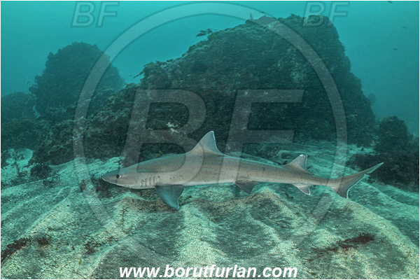 Isla Fernandina, Galapagos islands, Ecuador, Pacific ocean, Galeorhinus galeus, Galeorhinus, Triakidae, Elasmobranchii, Tope shark, Shark, Fish