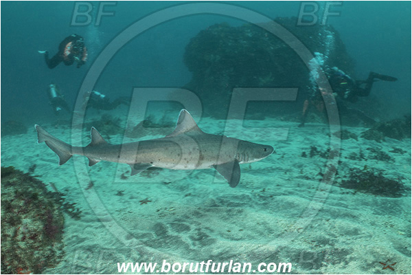 Isla Fernandina, Galapagos islands, Ecuador, Pacific ocean, Galeorhinus galeus, Galeorhinus, Triakidae, Elasmobranchii, Tope shark, Shark, Fish, Diver, Divers