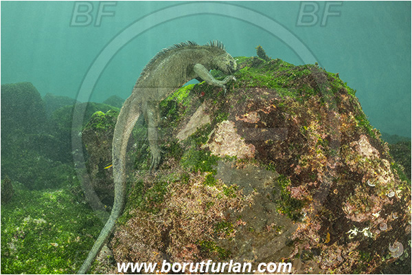 Isla Fernandina, Galapagos islands, Ecuador, Pacific ocean, Amblyrhynchus cristatus, Amblyrhynchus, Iguanidae, Reptilia, Reptilian, Marine iguana, Iguana, Lizard, Reef, Feeding