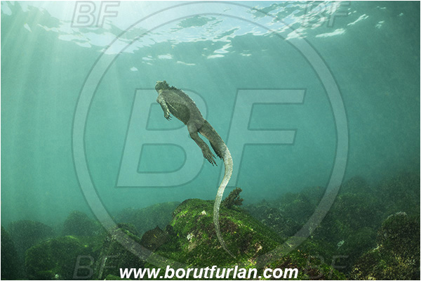 Isla Fernandina, Galapagos islands, Ecuador, Pacific ocean, Amblyrhynchus cristatus, Amblyrhynchus, Iguanidae, Reptilia, Reptilian, Marine iguana, Iguana, Lizard, Reef