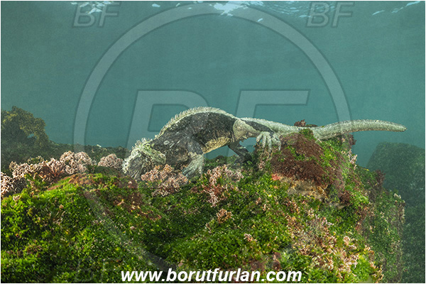 Isla Fernandina, Galapagos islands, Ecuador, Pacific ocean, Amblyrhynchus cristatus, Amblyrhynchus, Iguanidae, Reptilia, Reptilian, Marine iguana, Iguana, Lizard, Reef, Feeding