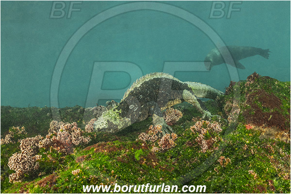 Isla Fernandina, Galapagos islands, Ecuador, Pacific ocean, Amblyrhynchus cristatus, Amblyrhynchus, Iguanidae, Reptilia, Reptilian, Marine iguana, Iguana, Lizard, Feeding, Mammalia, Mammalian, Reef, Seal, Zalophus, Zalophus wollebaeki, Galapagos sea lion, Sea lion