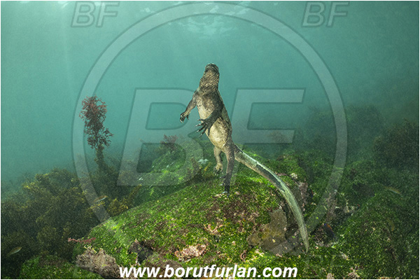 Isla Fernandina, Galapagos islands, Ecuador, Pacific ocean, Amblyrhynchus cristatus, Amblyrhynchus, Iguanidae, Reptilia, Reptilian, Marine iguana, Iguana, Lizard, Reef