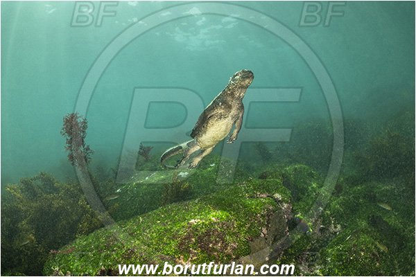 Isla Fernandina, Galapagos islands, Ecuador, Pacific ocean, Amblyrhynchus cristatus, Amblyrhynchus, Iguanidae, Reptilia, Reptilian, Marine iguana, Iguana, Lizard, Reef