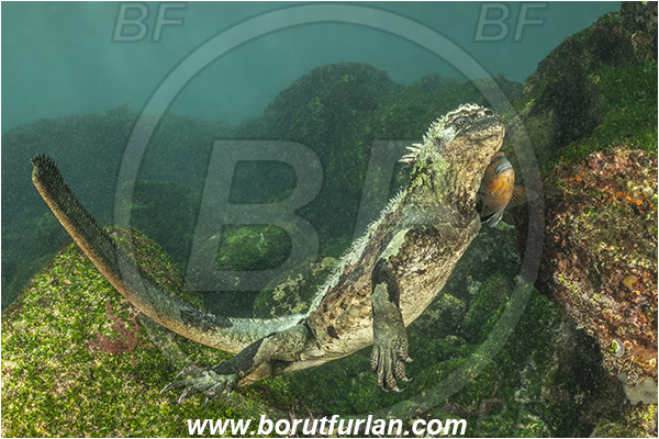 Isla Fernandina, Galapagos islands, Ecuador, Pacific ocean, Amblyrhynchus cristatus, Amblyrhynchus, Iguanidae, Reptilia, Reptilian, Marine iguana, Iguana, Lizard, Stegastes beebei, Stegastes, Pomacentridae, Galapagos ringtail damselfish, Damselfish, Fish, Reef