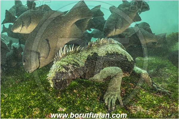 Isla Fernandina, Galapagos islands, Ecuador, Pacific ocean, Amblyrhynchus cristatus, Amblyrhynchus, Iguanidae, Reptilia, Reptilian, Marine iguana, Iguana, Lizard, Feeding, Kyphosus elegans, Kyphosus, Kyphosidae, Cortez sea chub, Chub, Fish, Fish school, Reef