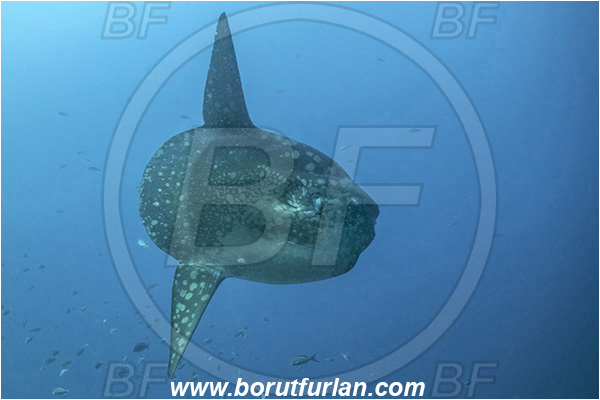 Isla Isabela, Galapagos islands, Ecuador, Pacific ocean, Mola mola, Mola, Molidae, Ocean sunfish, Sunfish, Fish