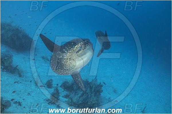 Isla Isabela, Galapagos islands, Ecuador, Pacific ocean, Mola mola, Mola, Molidae, Ocean sunfish, Sunfish, Fish