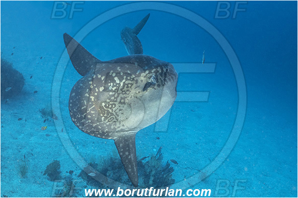 Isla Isabela, Galapagos islands, Ecuador, Pacific ocean, Mola mola, Mola, Molidae, Ocean sunfish, Sunfish, Fish