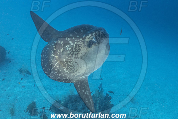 Isla Isabela, Galapagos islands, Ecuador, Pacific ocean, Mola mola, Mola, Molidae, Ocean sunfish, Sunfish, Fish