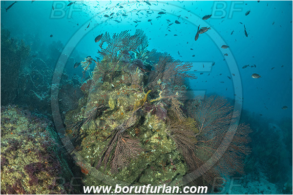 Isla Isabela, Galapagos islands, Ecuador, Pacific ocean, Cnidaria, Cnidarian, Coral, Gorgonian, Muricea, Muricea sp., Plexauridae, Reef, Sea fan