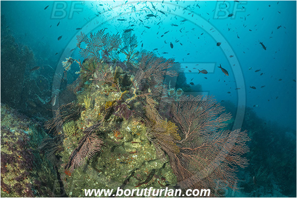 Isla Isabela, Galapagos islands, Ecuador, Pacific ocean, Cnidaria, Cnidarian, Coral, Gorgonian, Muricea, Muricea sp., Plexauridae, Reef, Sea fan