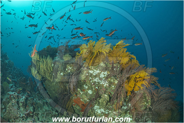 Isla Isabela, Galapagos islands, Ecuador, Pacific ocean, Cnidaria, Cnidarian, Coral, Gorgonian, Muricea, Muricea sp., Plexauridae, Reef, Sea fan