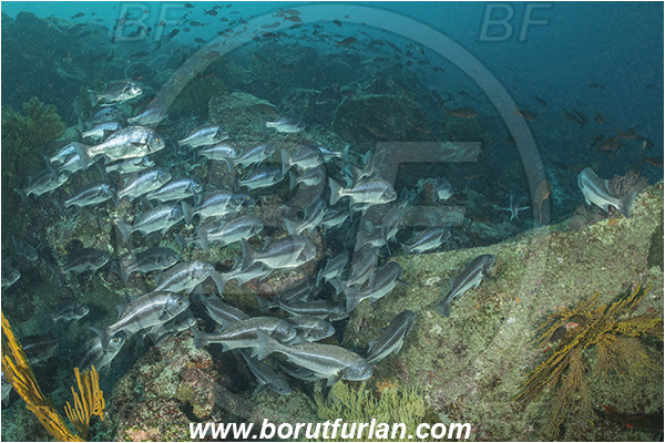 Isla Isabela, Galapagos islands, Ecuador, Pacific ocean, Anisotremus scapularis, Anisotremus, Haemulidae, Peruvian grunt, Grunt, Fish, Fish school