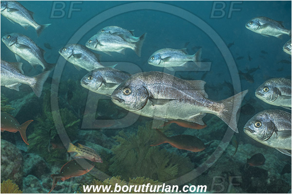 Isla Isabela, Galapagos islands, Ecuador, Pacific ocean, Anisotremus scapularis, Anisotremus, Haemulidae, Peruvian grunt, Grunt, Fish, Fish school