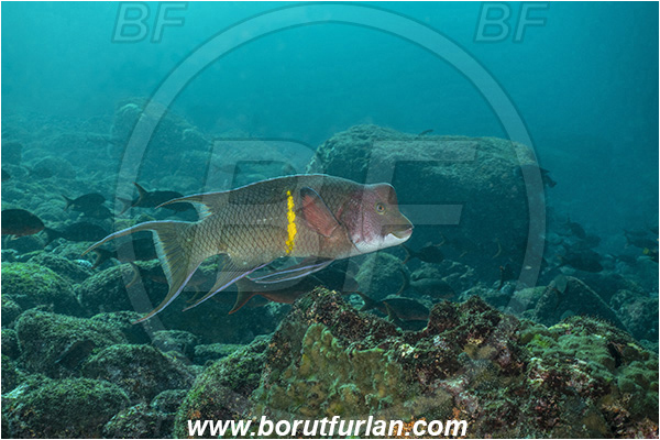 Isla Isabela, Galapagos islands, Ecuador, Pacific ocean, Bodianus diplotaenia, Bodianus, Labridae, Mexican hogfish - male, Hogfish, Fish, Reef