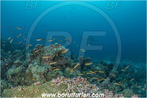 Isla Darwin, Galapagos islands, Ecuador, Pacific ocean, Fish, Reef, Thalassoma lucasanum, Thalassoma, Labridae, Cortez rainbow wrasse, Wrasse, Fish school