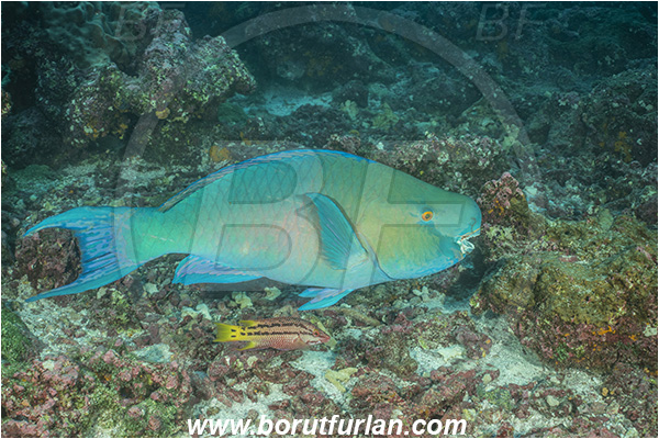 Isla Darwin, Galapagos islands, Ecuador, Pacific ocean, Scarus rubroviolaceus, Scarus, Scaridae, Ember parrotfish, Redlip parrotfish, Parrotfish, Fish, Reef