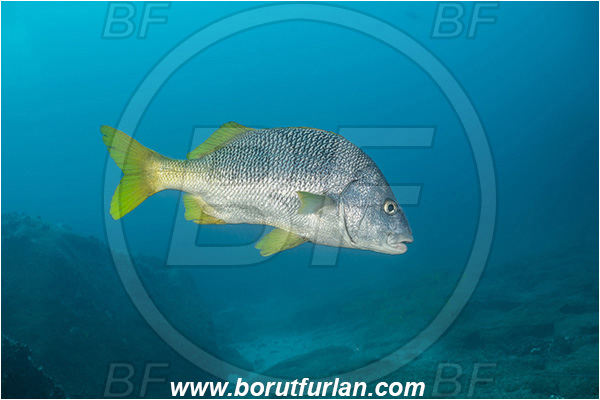 Isla Darwin, Galapagos islands, Ecuador, Pacific ocean, Anisotremus interruptus, Anisotremus, Haemulidae, Burito grunt, Grunt, Fish