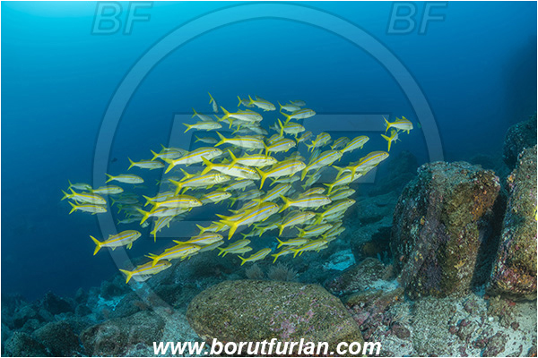 Isla Darwin, Galapagos islands, Ecuador, Pacific ocean, Mulloidichthys dentatus, Mulloidichthys, Mullidae, Mexican goatfish, Goatfish, Fish, Fish school, Reef