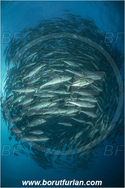 Isla Darwin, Galapagos islands, Ecuador, Pacific ocean, Caranx sexfasciatus, Caranx, Carangidae, Bigeye trevally, Trevally, Fish, Fish school