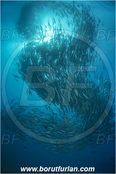 Isla Darwin, Galapagos islands, Ecuador, Pacific ocean, Caranx sexfasciatus, Caranx, Carangidae, Bigeye trevally, Trevally, Fish, Fish school