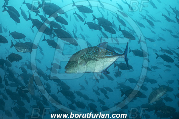 Isla Darwin, Galapagos islands, Ecuador, Pacific ocean, Caranx melampygus, Caranx, Carangidae, Bluefin trevally, Trevally, Fish, Fish school