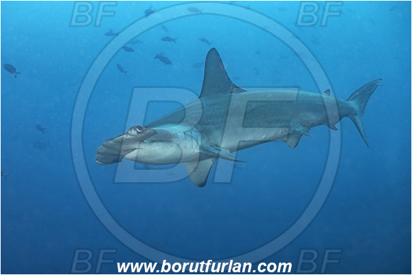 Isla Darwin, Galapagos islands, Ecuador, Pacific ocean, Sphyrna lewini, Sphyrna, Sphyrnidae, Elasmobranchii, Scalloped Hammerhead, Hammerhead, Shark, Fish