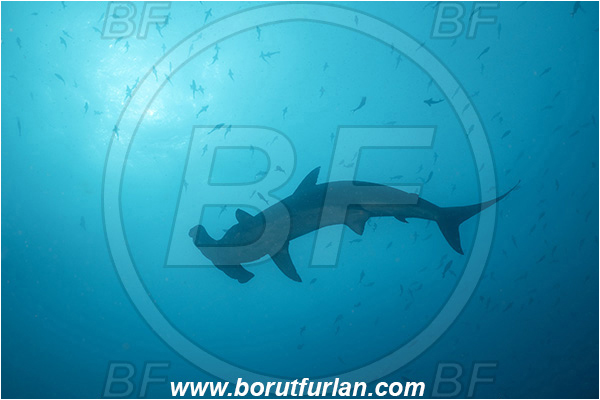 Isla Darwin, Galapagos islands, Ecuador, Pacific ocean, Sphyrna lewini, Sphyrna, Sphyrnidae, Elasmobranchii, Scalloped Hammerhead, Hammerhead, Shark, Fish