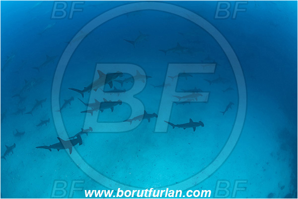 Isla Darwin, Galapagos islands, Ecuador, Pacific ocean, Sphyrna lewini, Sphyrna, Sphyrnidae, Elasmobranchii, Scalloped Hammerhead, Hammerhead, Shark, Fish, Fish school
