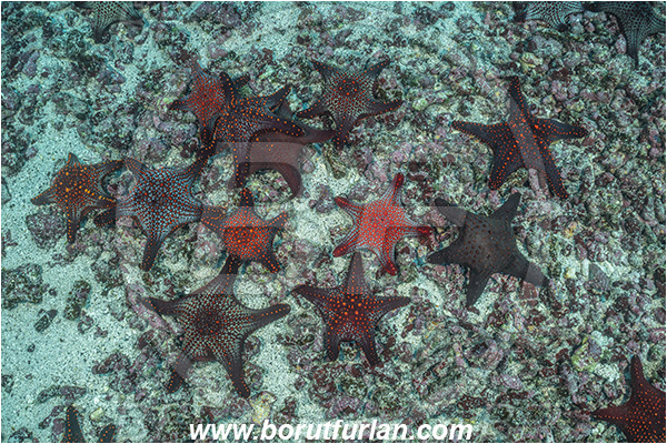 Isla Darwin, Galapagos islands, Ecuador, Pacific ocean, Pentaceraster cumingi, Pentaceraster, Oreasteridae, Echinoderm, Echinodermata, Panamic Cushion Starfish, Starfish, Reef