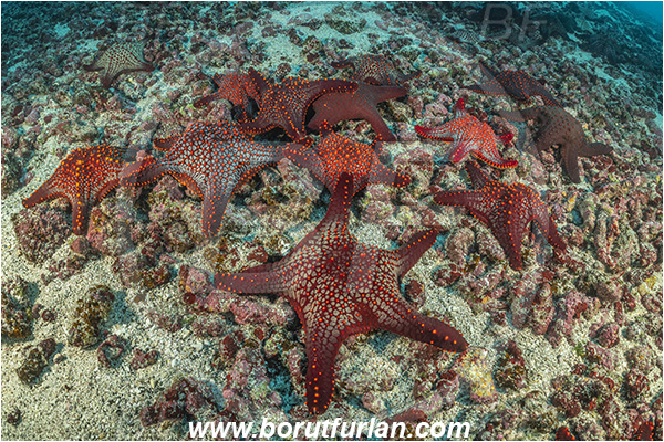Isla Darwin, Galapagos islands, Ecuador, Pacific ocean, Pentaceraster cumingi, Pentaceraster, Oreasteridae, Echinoderm, Echinodermata, Panamic Cushion Starfish, Starfish