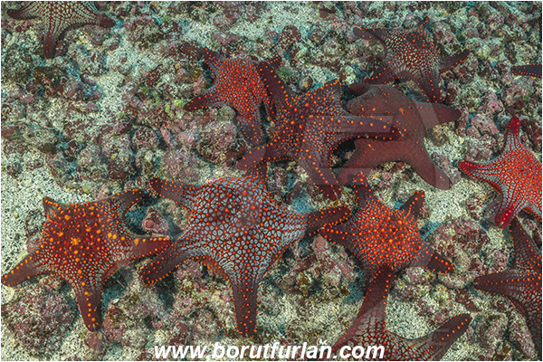 Isla Darwin, Galapagos islands, Ecuador, Pacific ocean, Pentaceraster cumingi, Pentaceraster, Oreasteridae, Echinoderm, Echinodermata, Panamic Cushion Starfish, Starfish