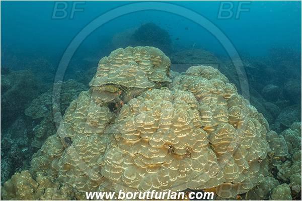 Isla Wolf, Galapagos islands, Ecuador, Pacific ocean, Hard coral, Coral, Anthozoa, Cnidaria, Cnidarian, Reef