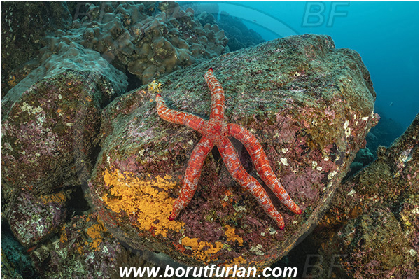 Isla Wolf, Galapagos islands, Ecuador, Pacific ocean, Linckia columbiae, Linckia, Variable starfish, Starfish, Ophidiasteridae, Asteroidea, Echinodermata, Echinoderm, Reef