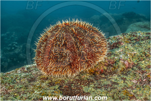 Isla Wolf, Galapagos islands, Ecuador, Pacific ocean, Tripneustes depressus, Tripneustes, Toxopneustidae, White Sea Urchin, Sea Urchin, Echinoidea, Echinodermata, Echinoderm, Reef