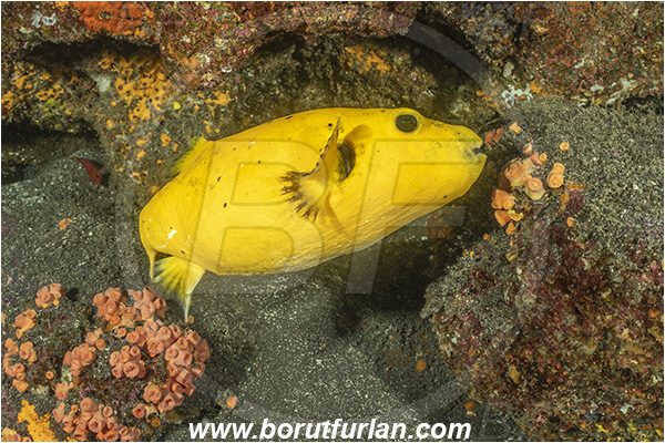 Isla Wolf, Galapagos islands, Ecuador, Pacific ocean, Arothron meleagris, Arothron, Tetraodontidae, Guineafowl puffer, Puffer, Fish