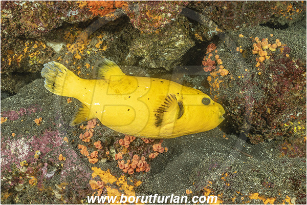 Isla Wolf, Galapagos islands, Ecuador, Pacific ocean, Arothron meleagris, Arothron, Tetraodontidae, Guineafowl puffer, Puffer, Fish